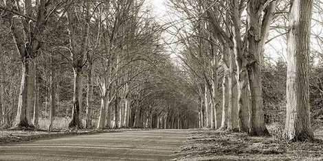 2AP2050-Tree-Lined-Road-Norfolk-UK-PAYSAGE--Anonymous-