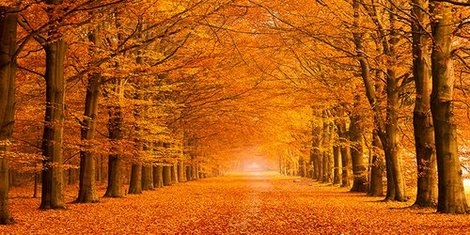 2AP3240-Woods-in-autumn-PAYSAGE--Pangea-Images-