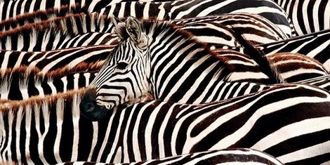 2AP3337-Herd-of-zebras-ANIMAUX-PAYSAGE-Pangea-Images-