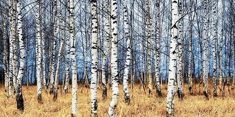 2AP3347-Birch-grove-in-autumn-PAYSAGE--Oleg-Znamenskiy