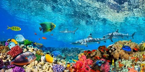 2AP3665-Reef-Sharks-and-fish-Indian-Sea-ANIMAUX-PAYSAGE-Pangea-Images-
