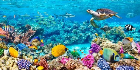 2AP3666-Sea-Turtle-and-fish-Maldivian-Coral-Reef-ANIMAUX-PAYSAGE-Pangea-Images-