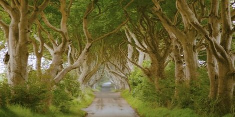 2AP3994-The-Dark-Hedges-Ireland-PAYSAGE--Pangea-Images-