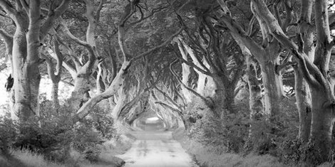 2AP3995-The-Dark-Hedges-Ireland-(BW)-PAYSAGE--Pangea-Images-