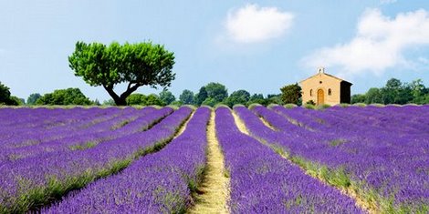 2AP4046-Lavender-Fields-France--PAYSAGE--Pangea-Images-