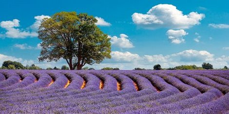 2AP4047-Lavender-Field-in-Provence-France-PAYSAGE--Pangea-Images-