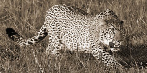 2AP4227-Leopard-hunting-ANIMAUX--Pangea-Images-