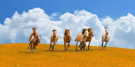2AP4253-Herd-of-wild-horses-ANIMAUX--Pangea-Images-