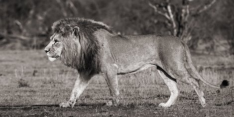 2AP4309-Lion-walking-in-African-Savannah-ANIMAUX-PAYSAGE-Pangea-Images-
