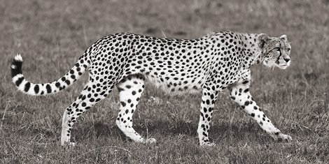 2AP4310-Cheetah-Hunting-Masai-Mara-ANIMAUX-PAYSAGE-Pangea-Images-