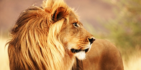 Image 2AP4883 Anonymous Male lion, Namibia (detail)