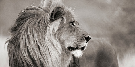 Image 2AP4884 Anonymous Male lion, Namibia (detail, BW)