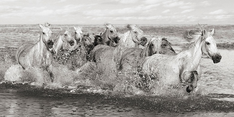 Image 2AP5159 Pangea Images Herd of Horses, Camargue