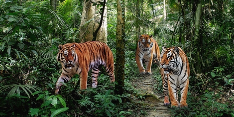 Image 2AP5160 Pangea Images Bengal Tigers (detail)