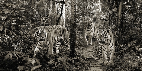 Image 2AP5161 Pangea Images Bengal Tigers (detail, BW)