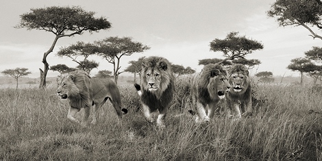 Image 2AP5162 Pangea Images Brothers, Masai Mara, Kenya (detail)