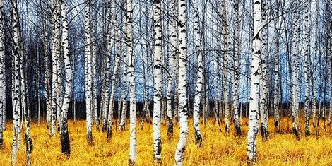 2AP992-Birch-grove-in-autumn-(detail)-PAYSAGE--Oleg-Znamenskiy