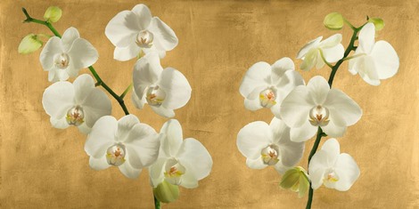 2AT5747-Andrea-Antinori-Orchids-on-a-Golden-Background