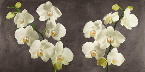 Image 2AT5748 Andrea Antinori Orchids on Grey Background