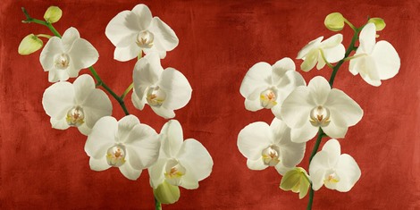 2AT5749-Andrea-Antinori-Orchids-on-Red-Background