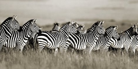 Image 2FK3123 Grant s zebra Masai Mara Kenya ANIMAUX PAYSAGE Frank Krahmer