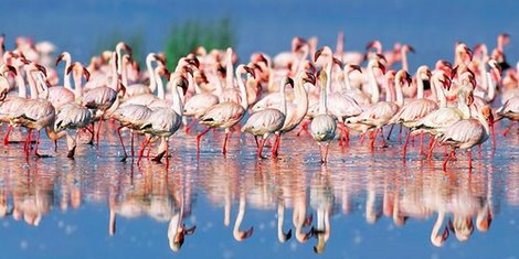 2FK3124-Lesser-flamingo-Lake-Nakuru-Kenya-ANIMAUX-PAYSAGE-Frank-Krahmer