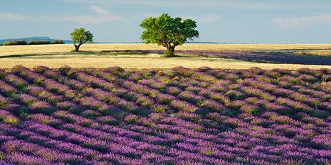 2FK3141-Lavender-field-and-almond-tree-Provence-France-PAYSAGE--Frank-Krahmer