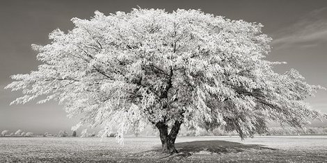 2FK3153-Lime-tree-with-frost-Bavaria-Germany-PAYSAGE--Frank-Krahmer