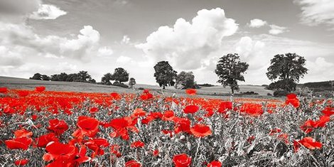 2FK3168-Poppies-and-vicias-in-meadow-Mecklenburg-Lake-District-Germany-PAYSAGE--Frank-Krahmer