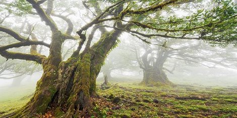 2FK3177-Laurel-forest-in-fog-Madeira-Portugal-PAYSAGE--Frank-Krahmer