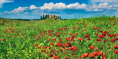2FK3244-Farm-house-with-cypresses-and-poppies-Tuscany-Italy-PAYSAGE--Frank-Krahmer