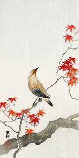 2JP5692-Anonymous-Japanese-Jay-on-Maple