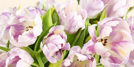 Image 2LC1881 Tulipes en Fleur FLEURS FLEURS Luca Villa