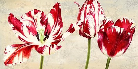 2LC2403-Tulipes-Royales-FLEURS-FLEURS-Luca-Villa