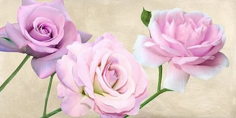 Image 2SE3045 Rose classiche FLEURS FLEURS  Serena Biffi