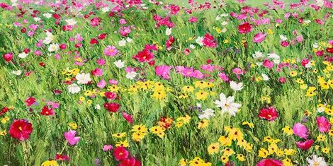 Image 2SM2380 Field of Flowers FLEURS  Silvia Mei