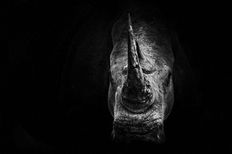 Tableau-deco-plexiglass Savane-rhino