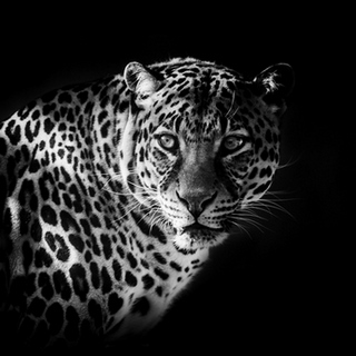 Tableau-deco-plexiglass Savane-leopard