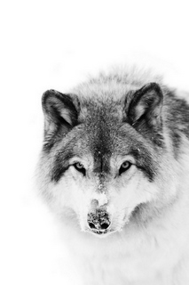 Tableau-deco-plexiglass Snow-wolf