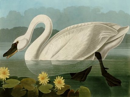 3AA2232-Common-American-Swan-CARTE--John-James-Audubon