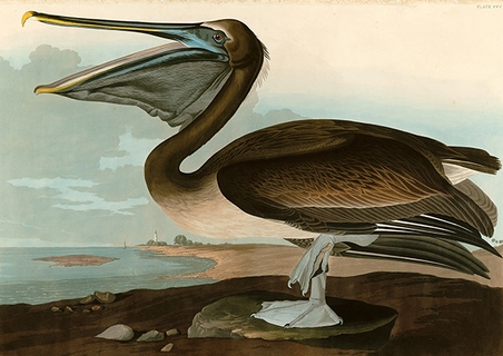 3AA4971-John-James-Audubon-Brown-Pelican