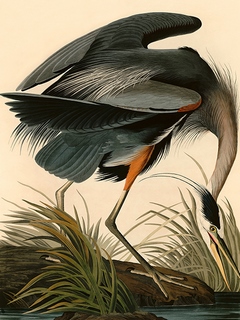 3AA4972-John-James-Audubon-Great-Blue-Heron
