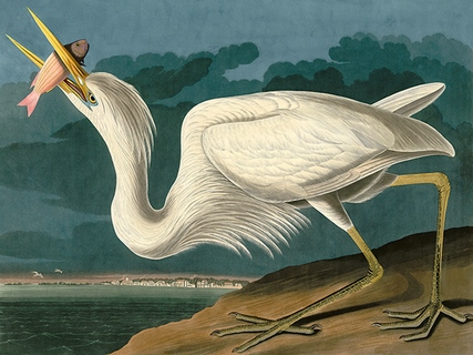 3AA4973-John-James-Audubon-Great-White-Heron