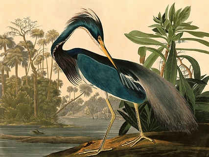 3AA4974-John-James-Audubon-Louisiana-Heron