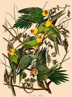 Image 3AA4978 John James Audubon Carolina Parrot
