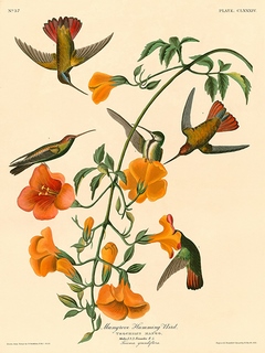3AA4979-John-James-Audubon-Mangrove-Humming-Bird