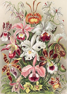 3AA5247-Ernst-Haeckel-Orchidaeacae