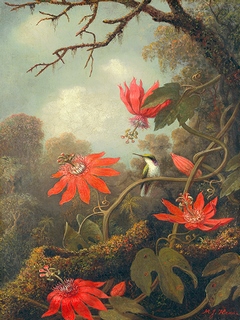 3AA5249-Martin-Johnson-Heade-Hummingbird-and-Passionflowers