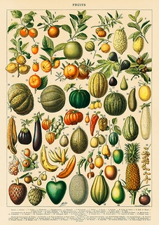 3AA5345-Adolphe-Millot-Fruits-and-Vegetables