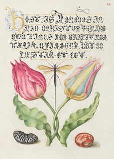 3AA5645-Bocskay-Hoefnagel-From-the-Model-Book-of-Calligraphy,-I